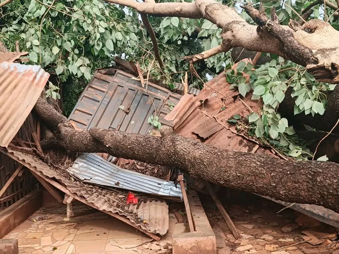 Windstorm Horror, Uproots Trees Upon Buildings, render Many Homeless In Benue Communities