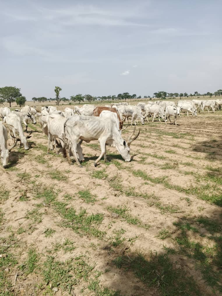 Police Recover 245 Cattle, Foil Bandits Kidnap Attempt In Kaduna