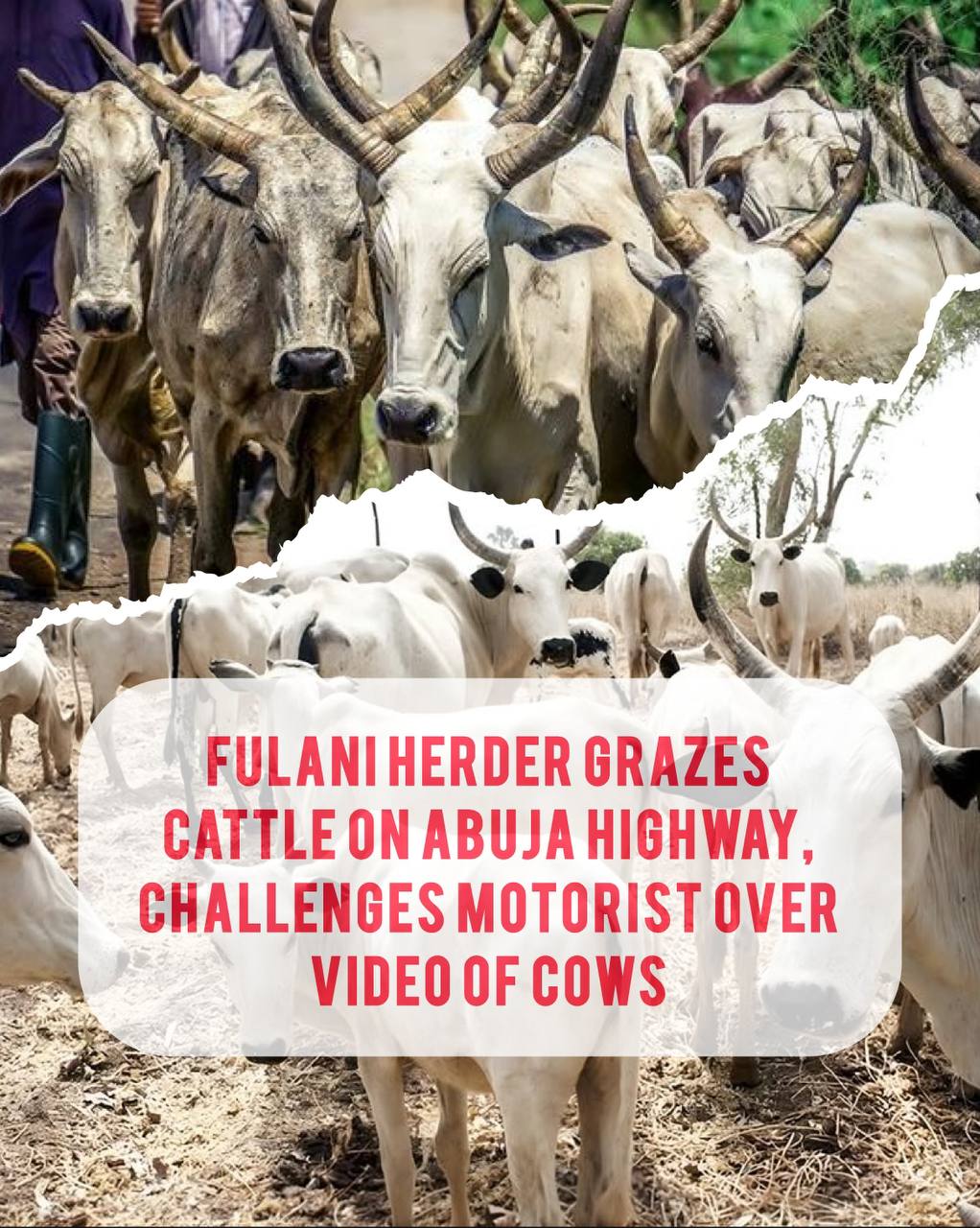 Fulani Herder Grazes Cattle On Abuja Highway, Challenges Motorist Over Video Of Cows