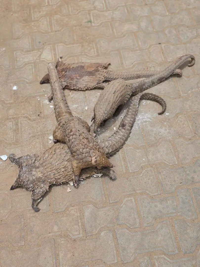 Customs Intercepts Live Pangolins Along Kano-Jigawa Road