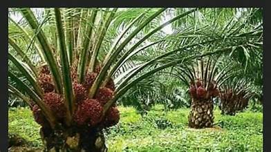 Alia's Former Aide, Addingi, Promotes Wealth Creation in Buruku